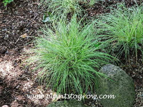 Silk Tassel Hedge (Carex morrowii var. temnolepis)
This plant is growing in a shaded spot and is probably true to form.